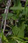 Swamp smartweed